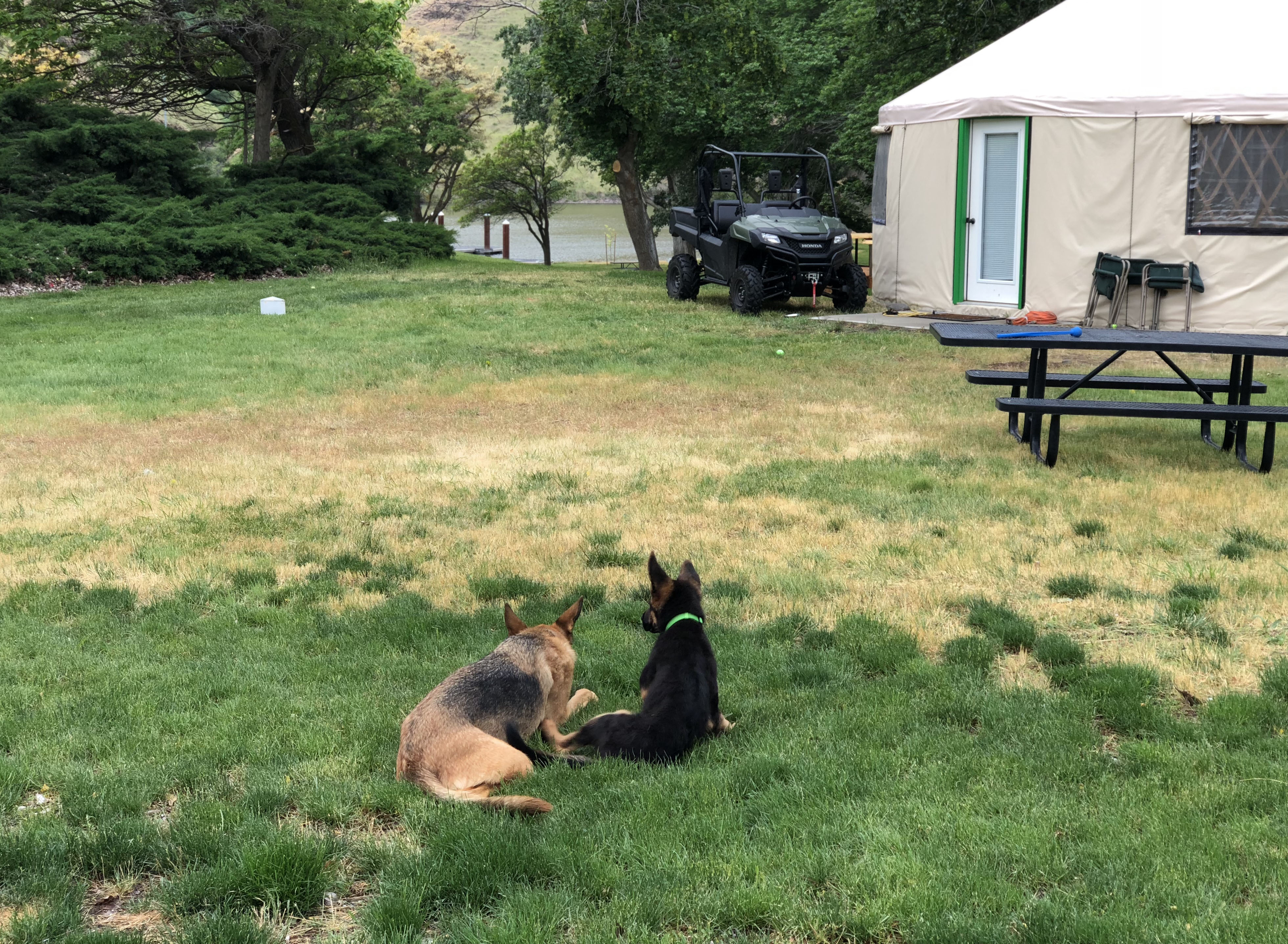 two dogs lying in the grass at Opal Foundation | Beaverton OR
